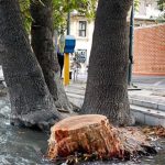 قطع درختان احتمالاً یک سناریو است و علاوه بر تخریب نما و منظر شهری، موجب مشکلات محیط زیستی نیز می‌شود